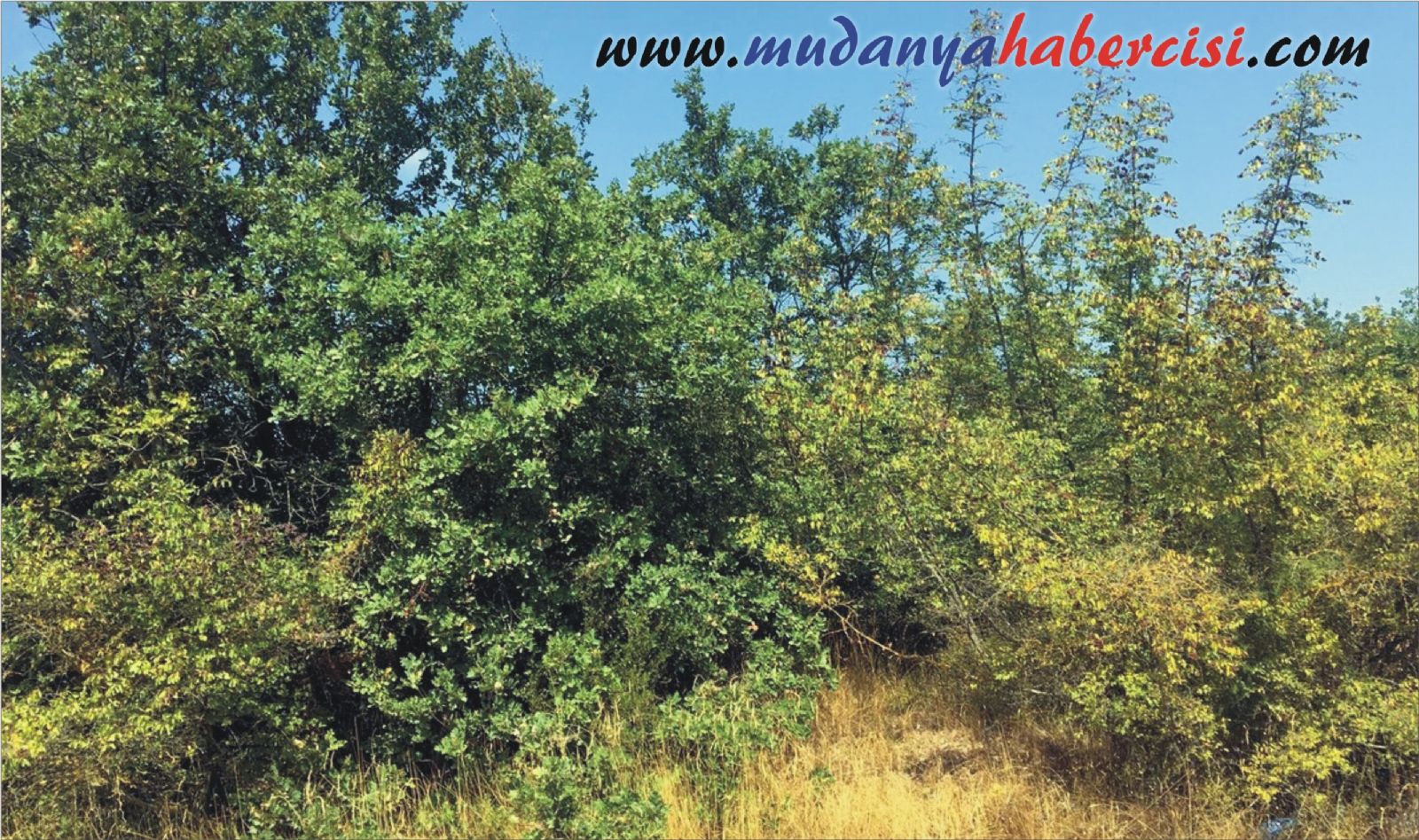 MUDANYA HAS MAHALLEDE MEZARLIK SYANI